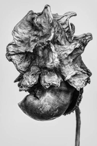 Wonderlijk #12 ©Rianne Noordegraaf