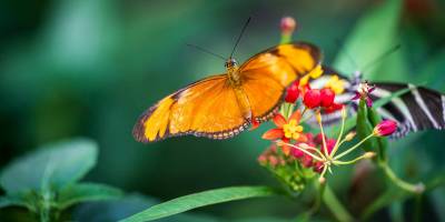 _DSC4441-2_original