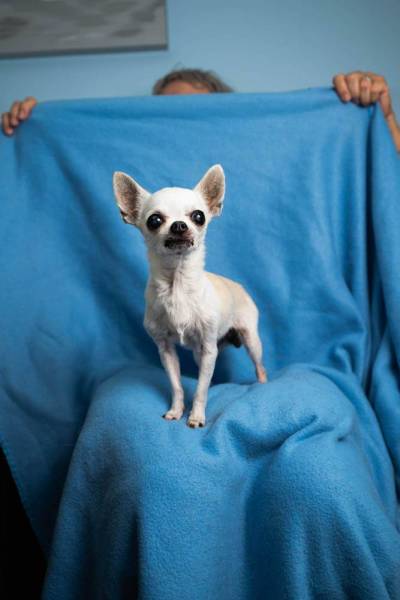 Vrij werk/ Chihuahua forever after 