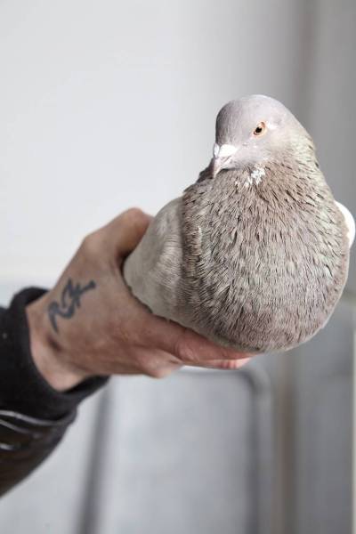 Joop met duif, De Matlas