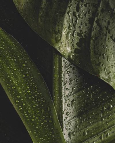 natuurlijke-palmblad-textuur-duurzaam-waterdruppels_original