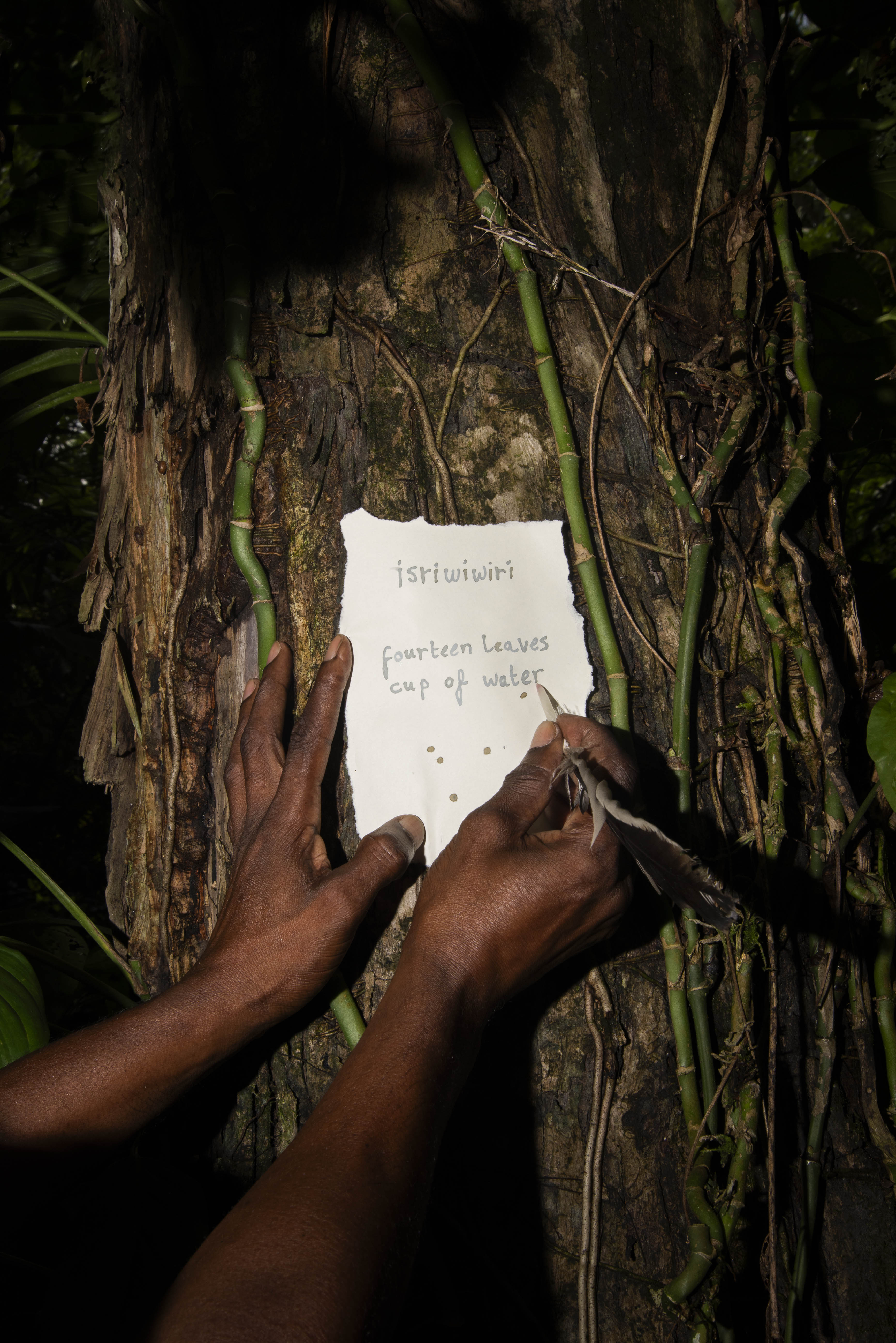 Michelle Piergoelam Fourteenleavesandacupofwater 2024 small 66